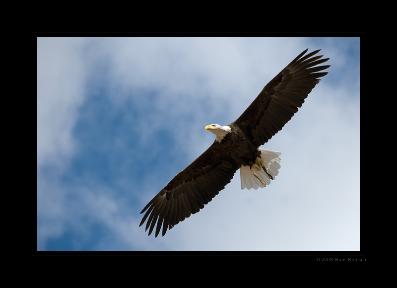 Seeadler