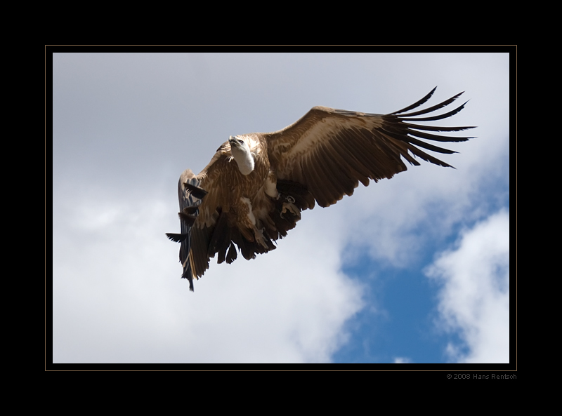 Flugstudie eines Geier