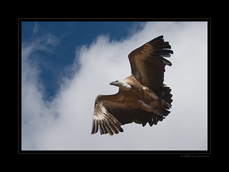 Flugstudie eines Geier