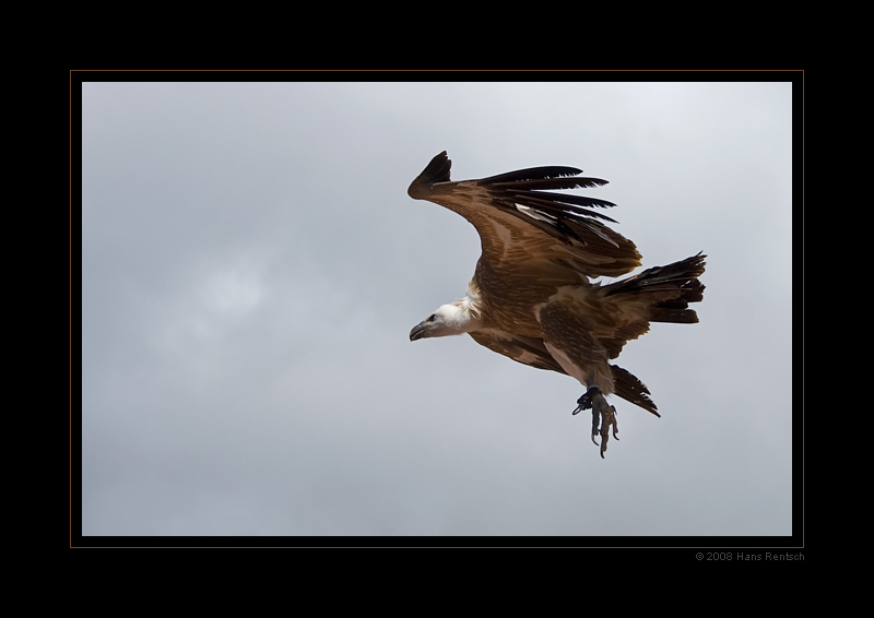 Flugstudie