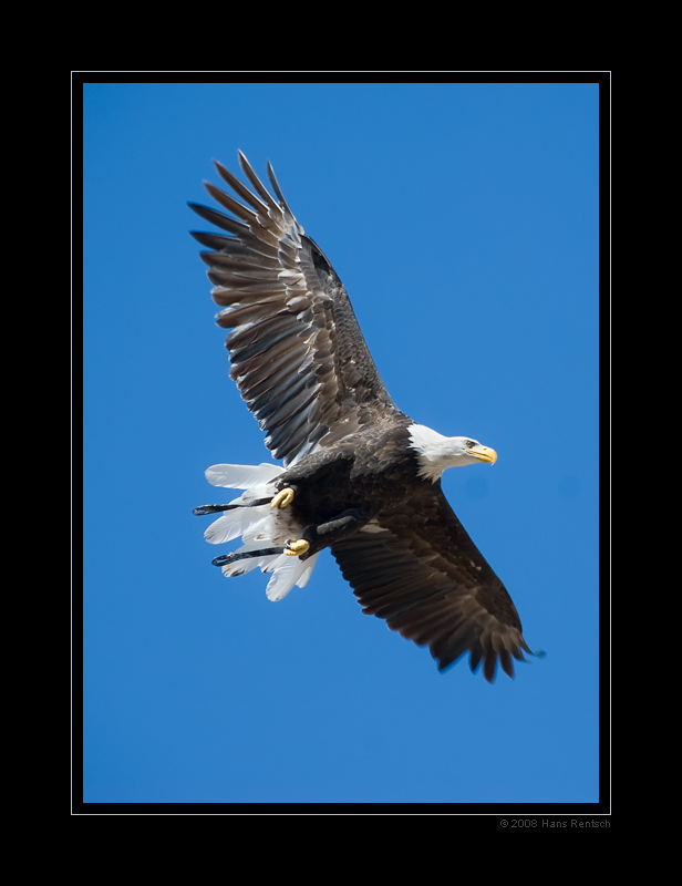 Flugstudie Seeadler