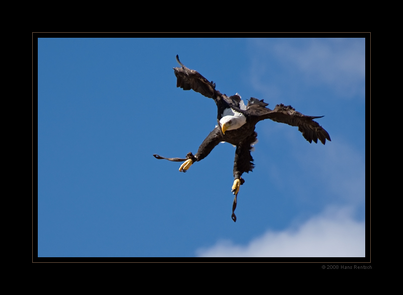 Seeadler im Anflug