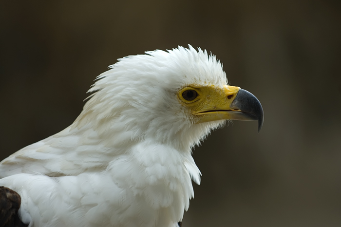 Schreiseeadler Portrait