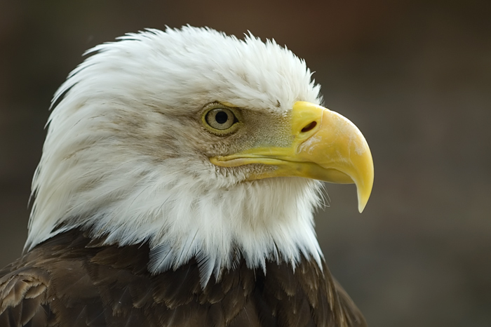 Weisskopfseeadler