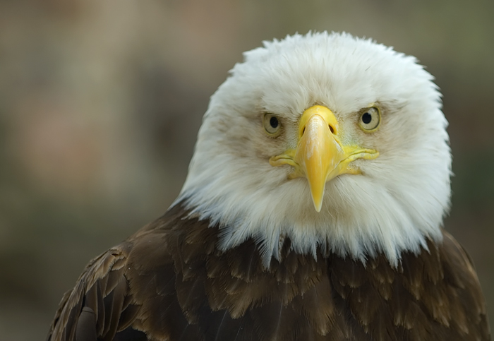 Weisskopfseeadler