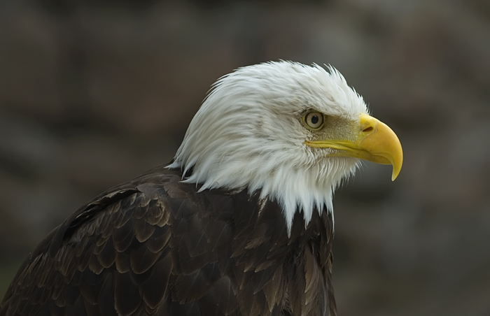 Weisskopfseeadler