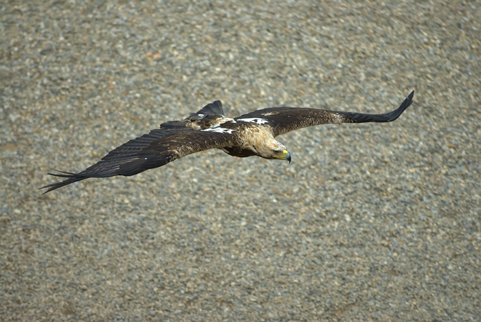 Kaiseradler im Tiefflug