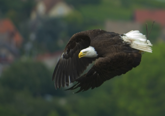 Weisskopfseeadler