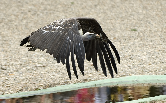 Gänsegeier