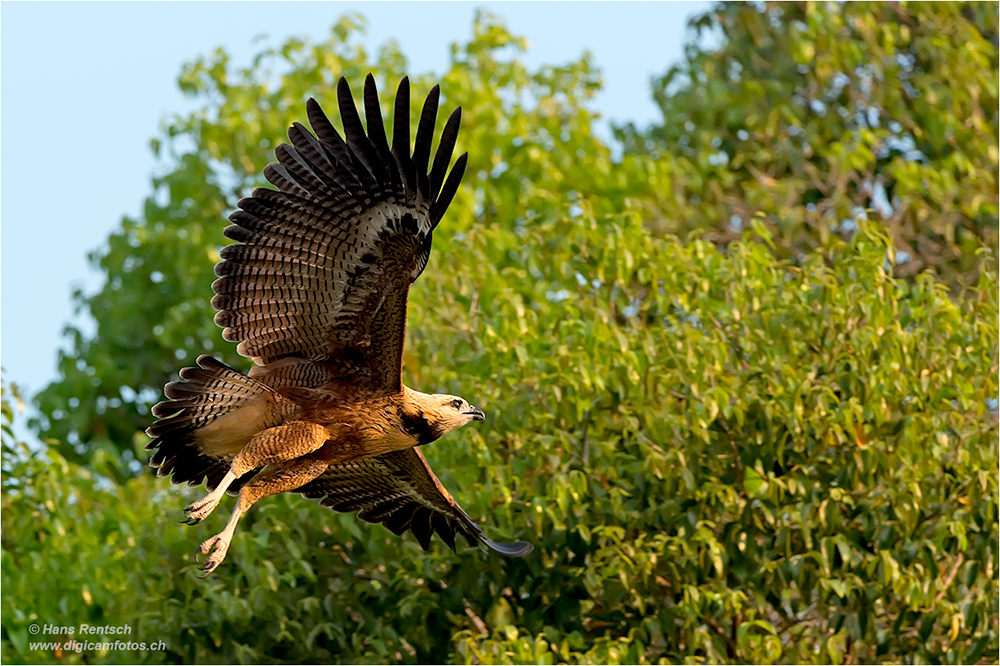 Fischbussard