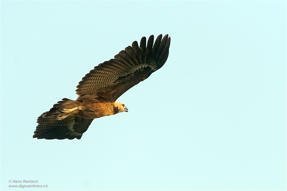 Fischbussard