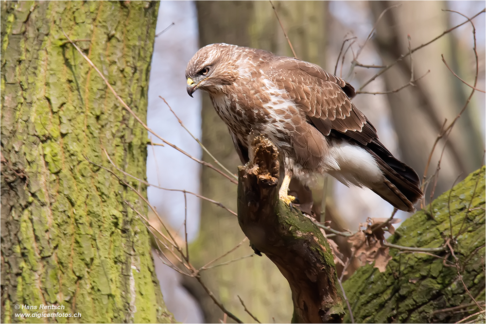 Mäusebussard