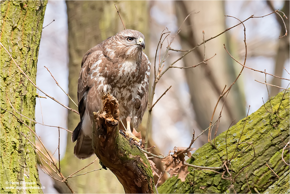 Mäusebussard