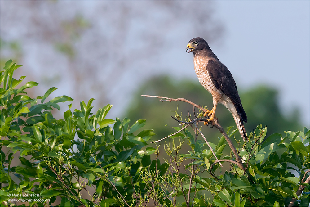 Wegebussard