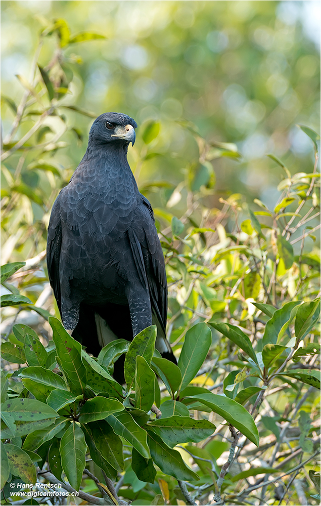 Schwarzbussard