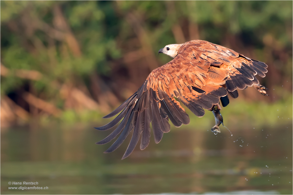 Fischbussard