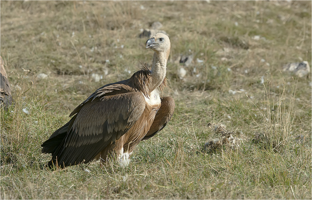 Gänsegeier