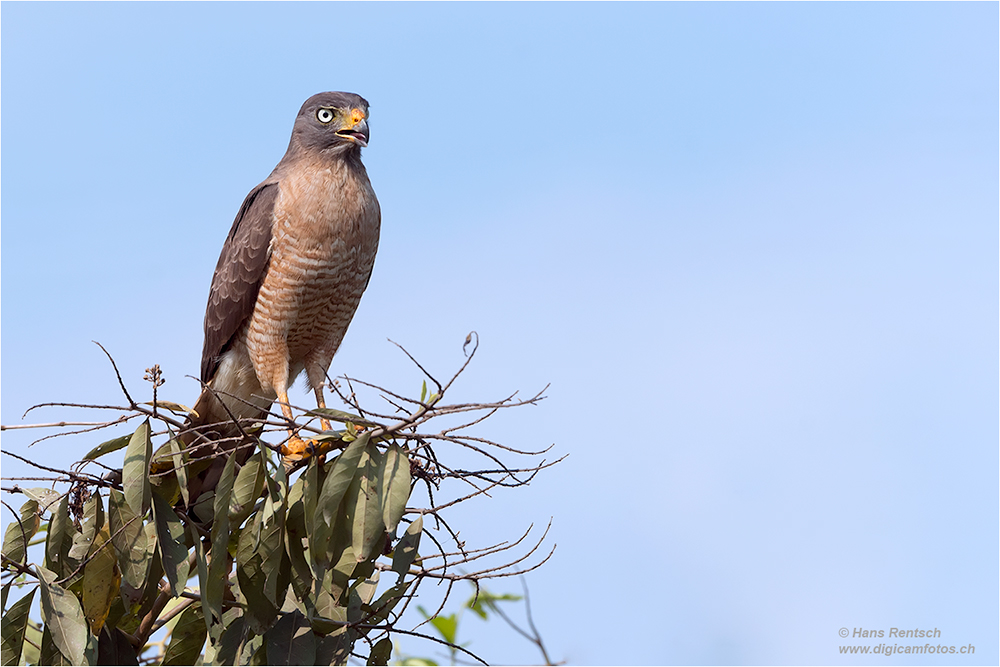 Wegebussard