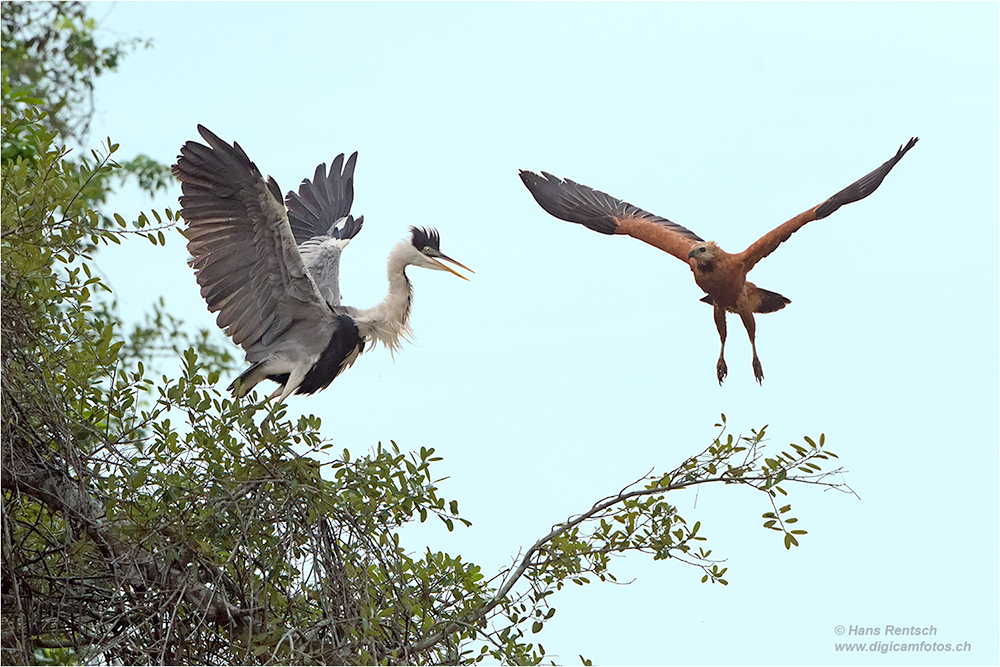 Fischbussard