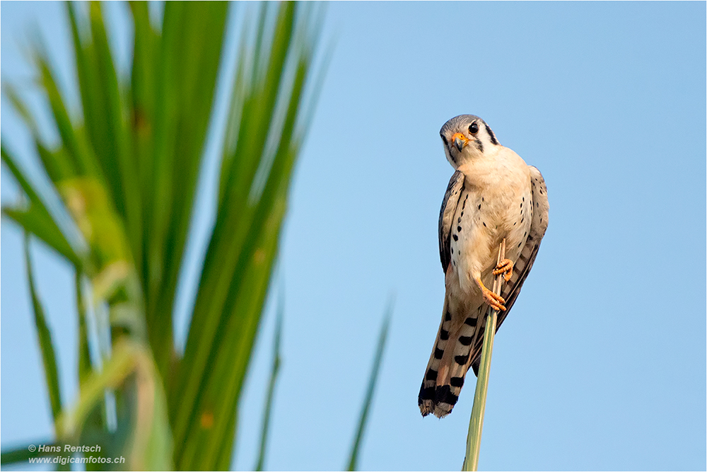 Buntfalke