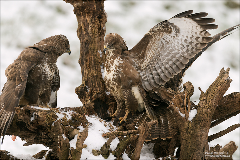 Mäusebussard