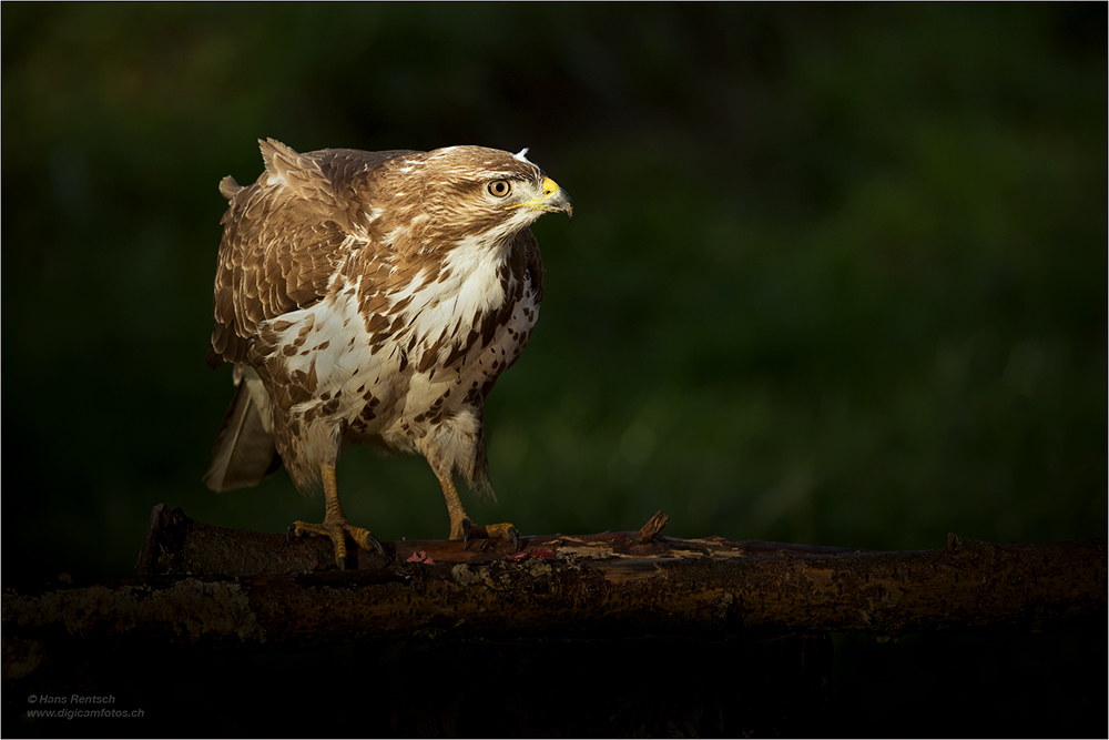 Mäusebussard