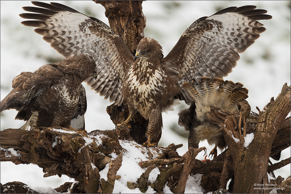 Mäusebussard