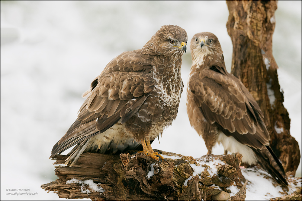 Mäusebussard