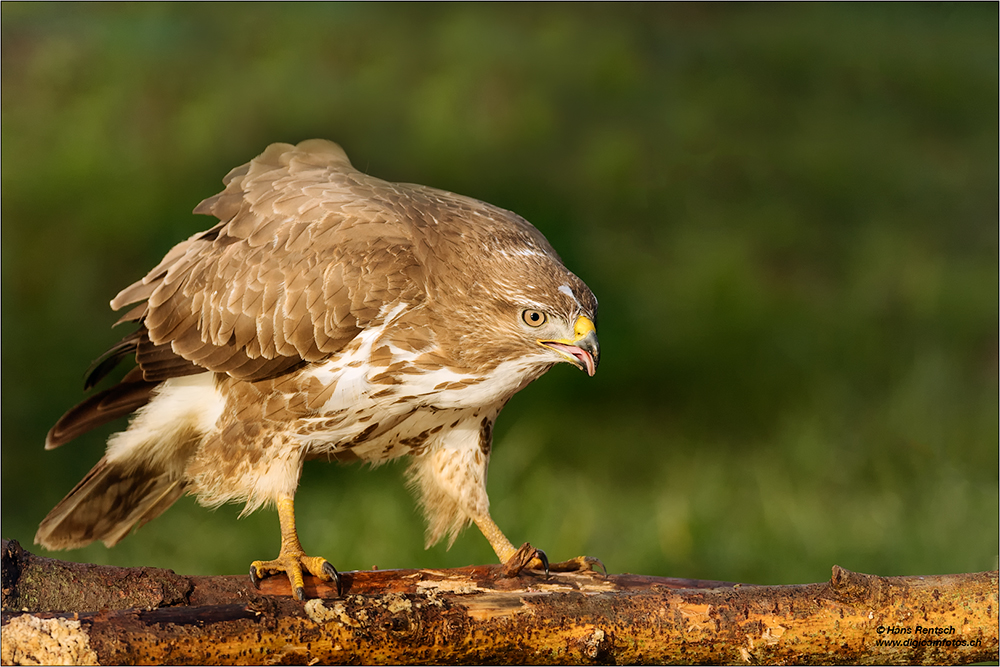 Mäusebussard