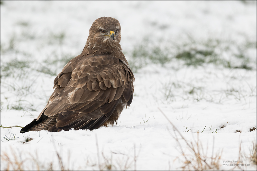 Mäusebussard