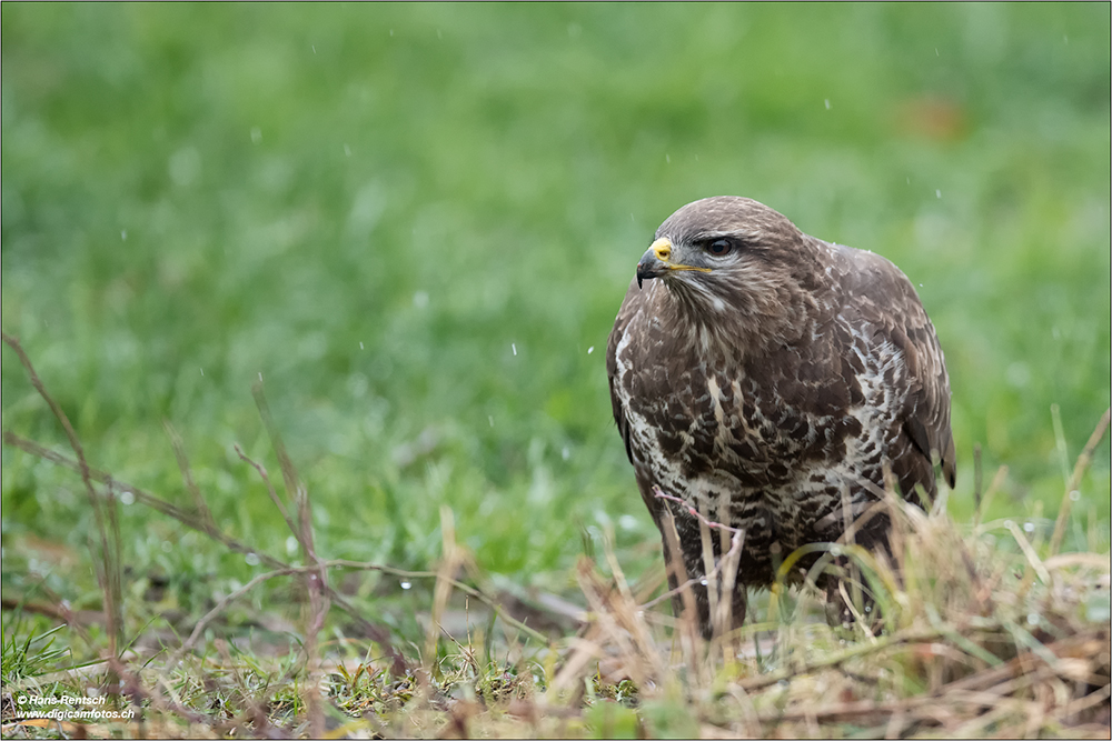 Mäusebussard