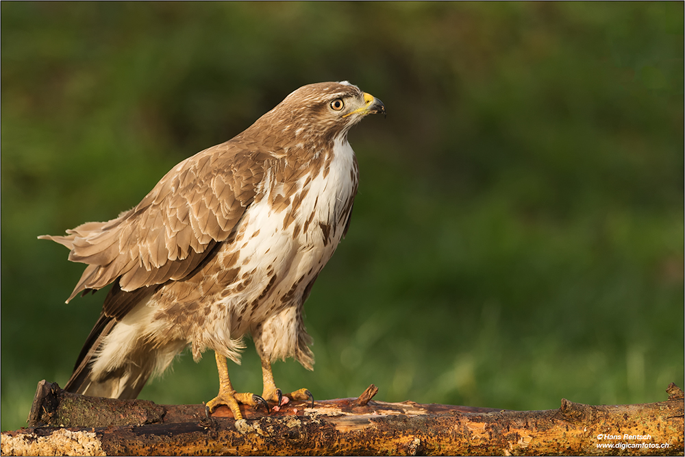 Mäusebussard