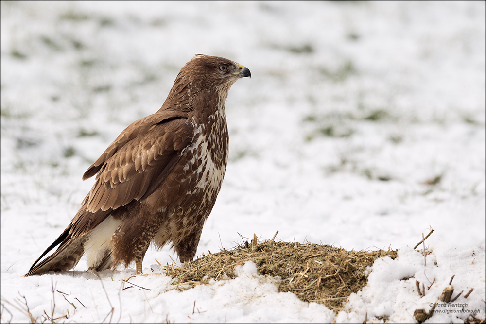 Mäusebussard