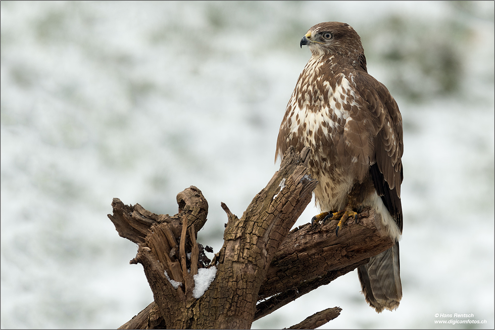 Mäusebussard