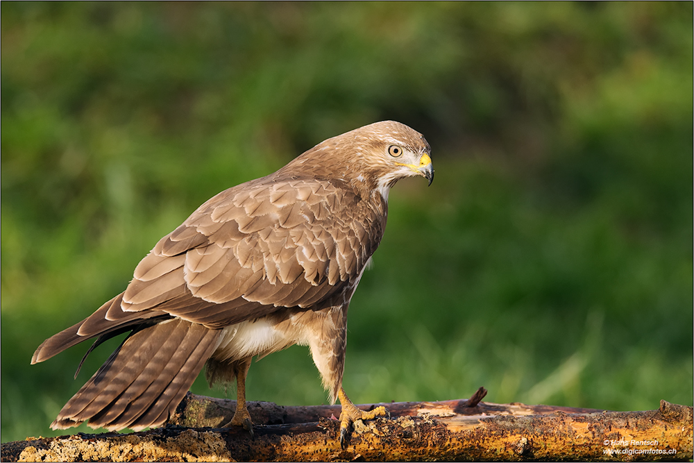 Mäusebussard