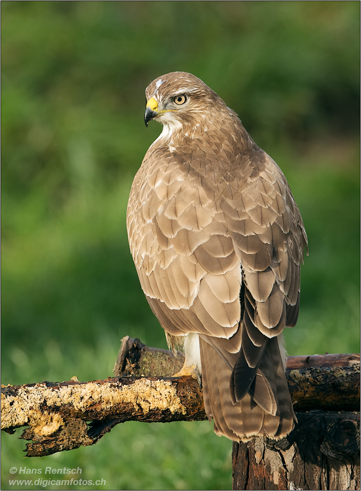 Mäusebussard