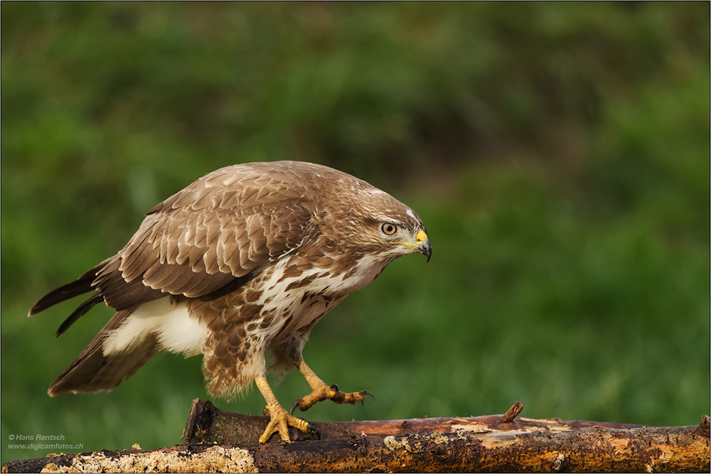 Mäusebussard