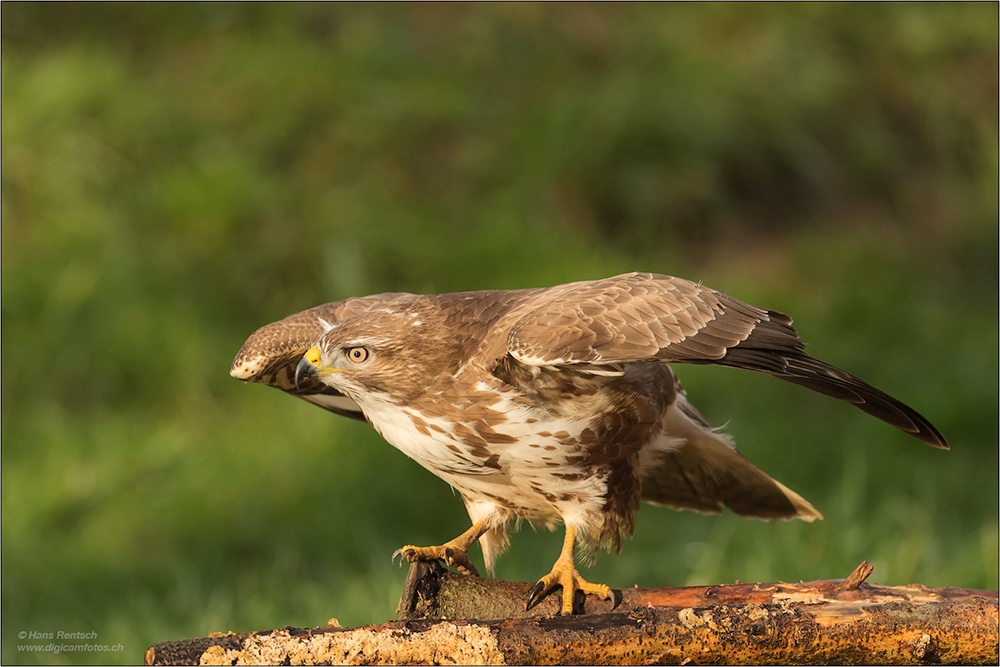 Mäusebussard