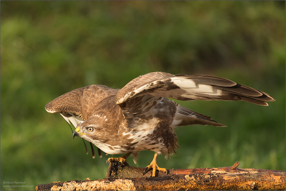 Mäusebussard