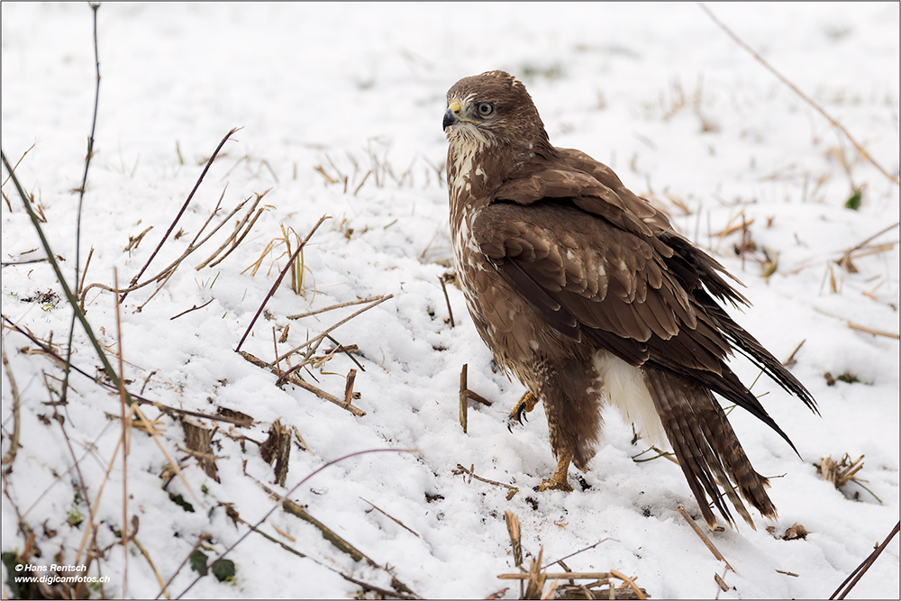 Mäusebussard