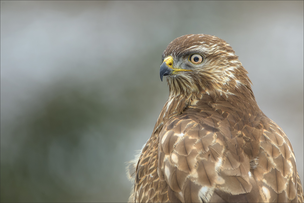 Mäusebussard