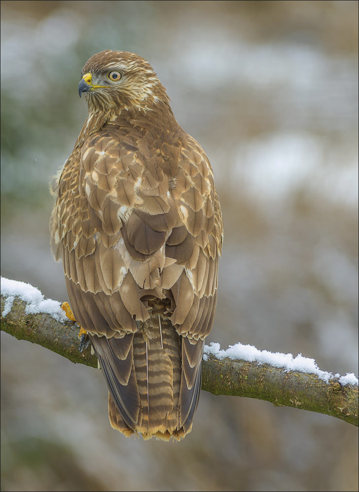 Mäusebussard