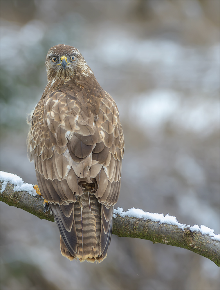 Mäusebussard