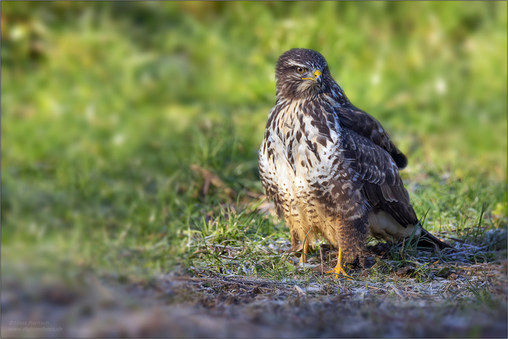 Mäusebussard