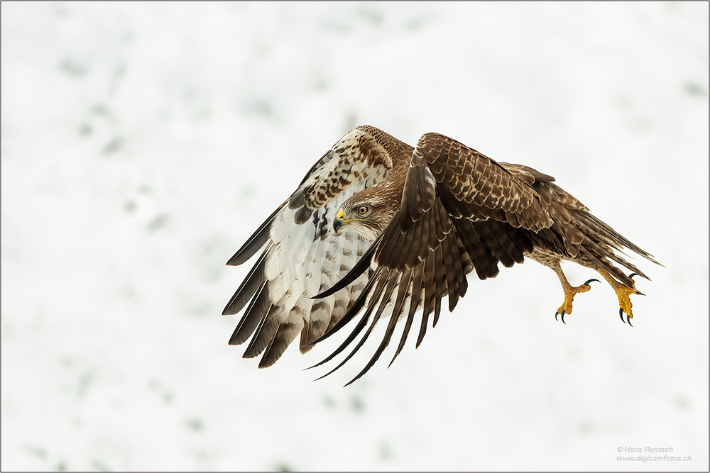 Mäusebussard