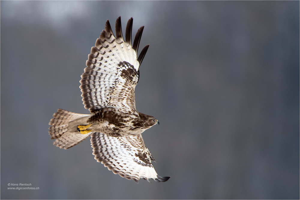 Mäusebussard