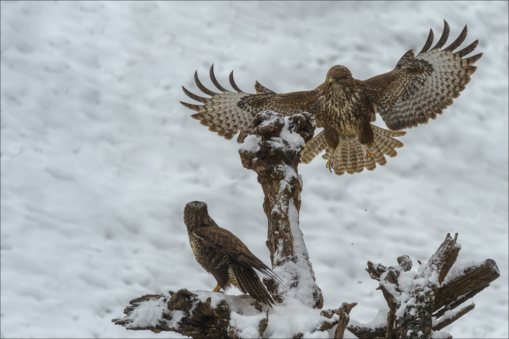 Mäusebussard