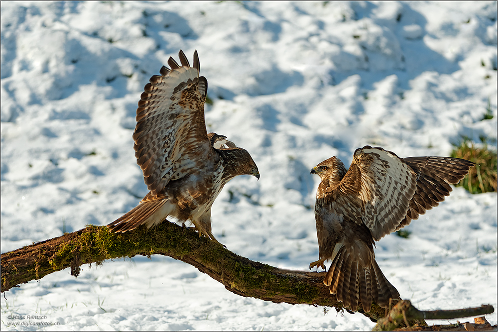 Mäusebussard