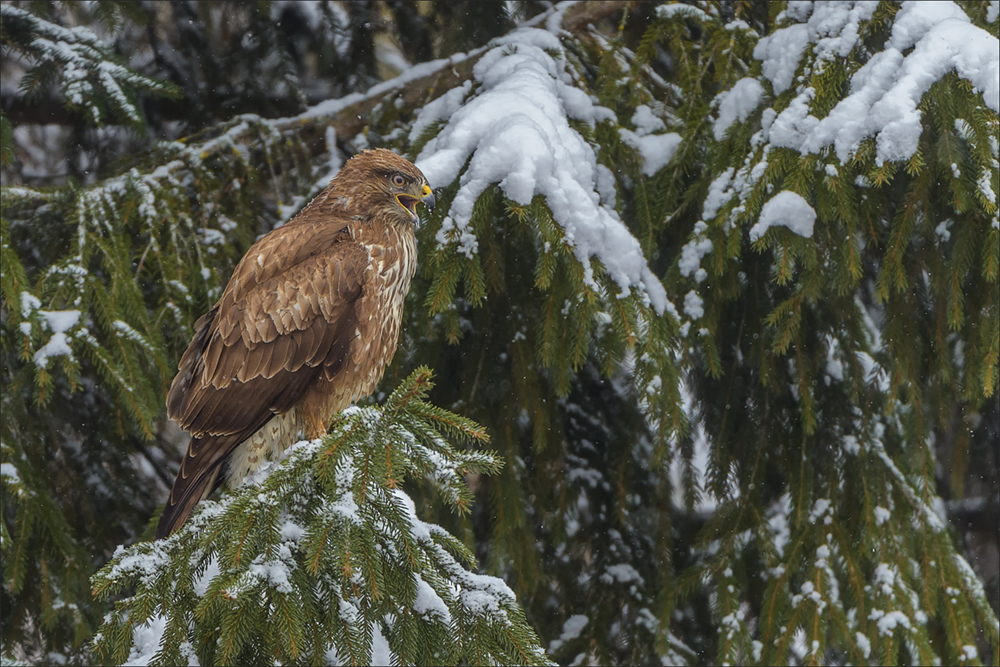 Mäusebussard