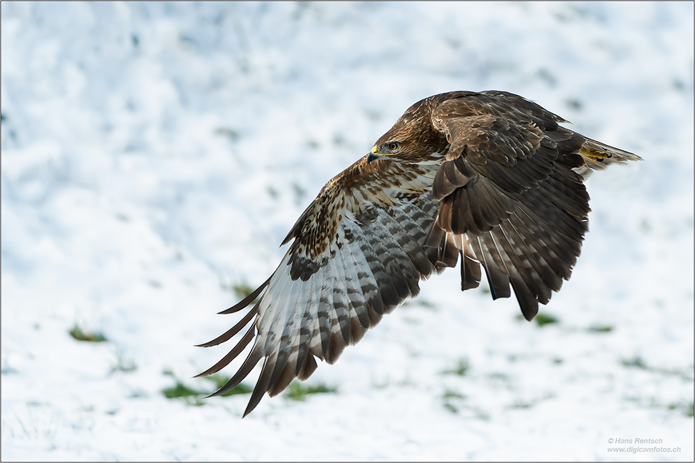 Mäusebussard